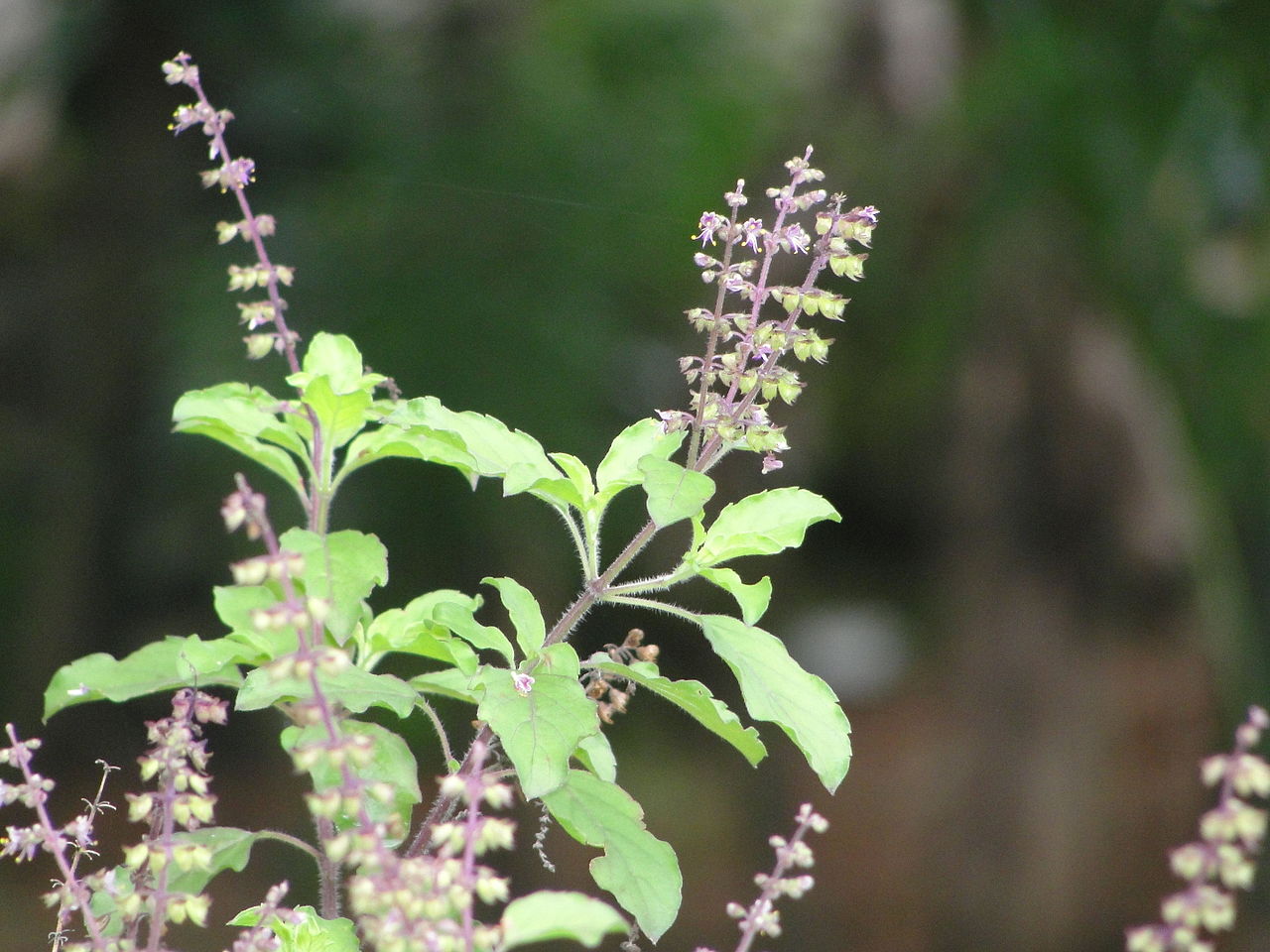 Holy Basil helps manage stress and improve cognitive function