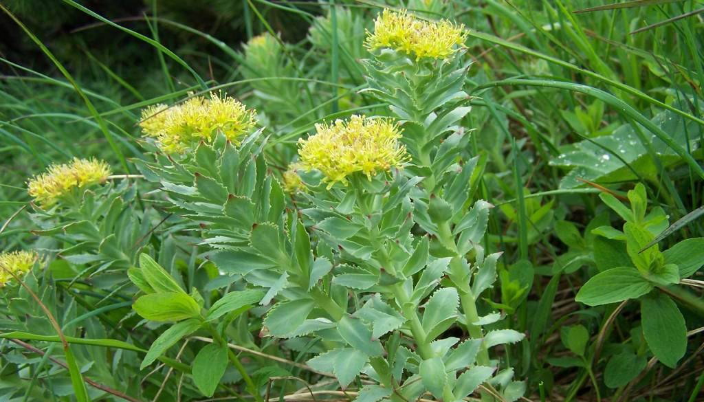 Rhodiola Rosea helps the body resist physical and mental stress