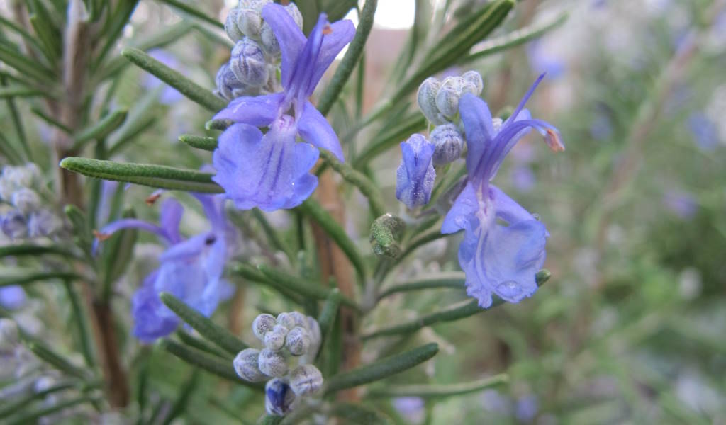 Rosemary is known for its ability to enhance memory and cognitive performance